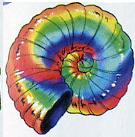 Rainbow Shell.png