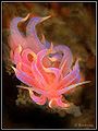 Frozenflameseaslug.jpg